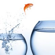 goldfish jumping into new bowl aka digital change