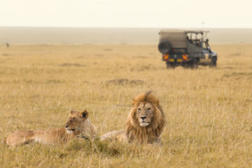 Two wild lions lying in the grass