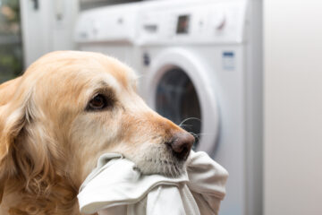 A Golden Retriever holding an item of washing in his mouth.