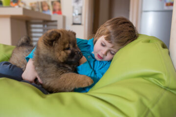 A dog lying on a boy’s lap whilst he sleeps.