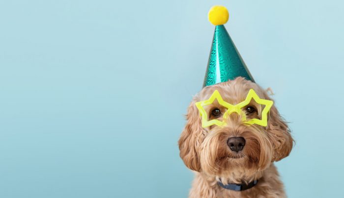 (alt="Cute dog wearing party hat and glasses")